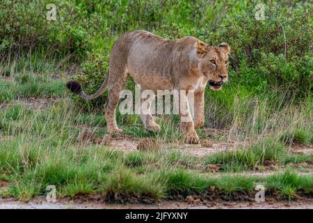 Lioness (Panthera leo), Amboseli national park, Kenya Stock Photo - Alamy
