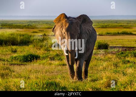 African elephant (Loxodonta), Amboseli National Park, Kenya, East Africa, Africa Stock Photo