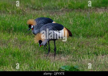 Black crowned crane (Balearica pavonina), Amboseli National Park, Kenya, East Africa, Africa Stock Photo