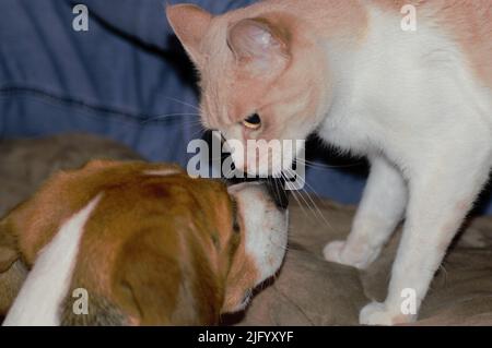 A closeup of a fluffy cat and a Hound dog looking at each other Stock Photo