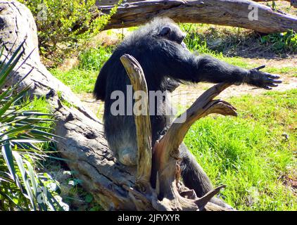 A closeup of a chimpanzee sitting on a fallen tree log in green grass in sunlight Stock Photo