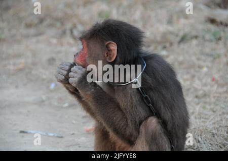 Young Brown Monkey in Chains in Vietnam Stock Photo