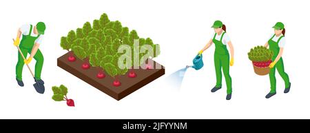 Isometric Agricultural cultivation of organic Fresh green leaves of beetroot on the farm or in the field. Farmers grow organic beetroot vegetables and Stock Vector