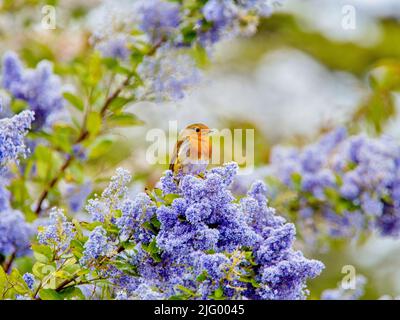 A European robin (Erithacus rubecula) sitting amid the blue flowers of a Ceanothus tree, a member of the buckthorn family, East Sussex Stock Photo