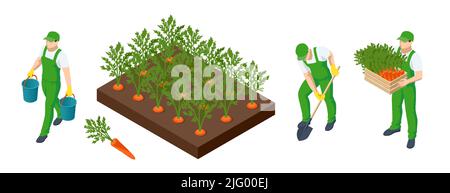 Isometric Agricultural cultivation of organic carrot vegetables on the farm or in the field. Farmers grow organic carrot vegetables and harvest. Stock Vector