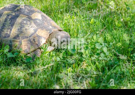 Turtle head close up on green grass background. Turtle eats grass in garden. Stock Photo