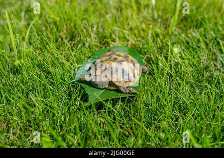 Photo of tiny baby tortoise lying on green leaf on grass. Newborn turtle. Stock Photo