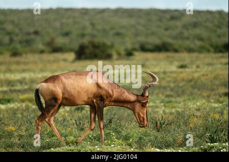 Red Hartebeest, Addo Elephant National Park, Eastern Cape, South Africa, Africa Stock Photo