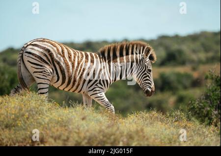 Burchells Zebra, Addo Elephant National Park, Eastern Cape, South Africa, Africa Stock Photo