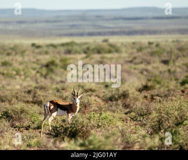 Springbok, Karoo National Park, Beaufort West, Western Cape, South Africa, Africa Stock Photo