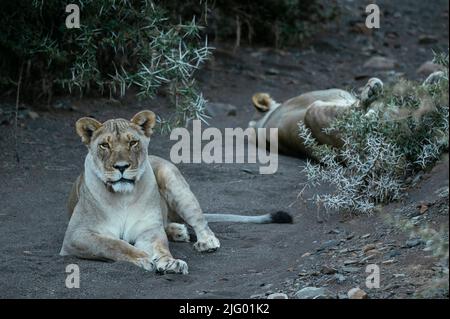 Lionesses resting in shade, Karoo National Park, Beaufort West, Western Cape, South Africa, Africa Stock Photo