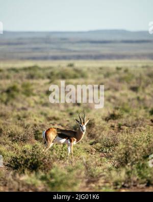 Springbok, Karoo National Park, Beaufort West, Western Cape, South Africa, Africa Stock Photo