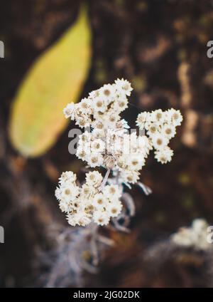 A top view closeup of white Anaphalis margaritacea flower with blurred yellow leaf in the background Stock Photo