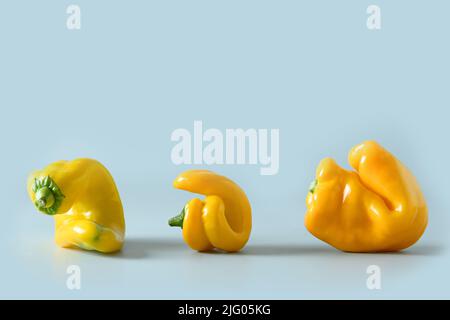 Abnormal ugly organic yellow peppers on blue. Close up. Stock Photo