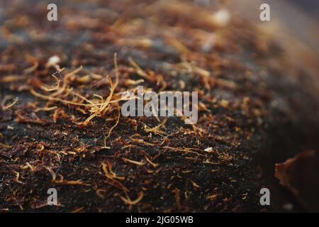 A close-up macro shot of a coconut surface Stock Photo