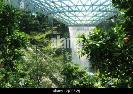 Steel glass roof waterfall with rainforest trees at 'Jewel' area, Terminal 1, Changi airport, Singapore on January 26, 2020 Stock Photo