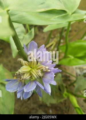 Close up of the blooming violet flower of Eichhornia crassipes, commonly known as common water hyacinth. Poland, Europe Stock Photo
