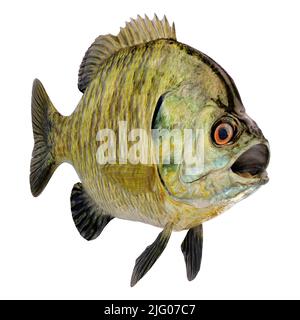3D rendering of a bluegill fish or Lepomis macrochirus isolated on white background Stock Photo