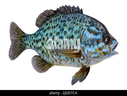 3D rendering of a bluegill fish or Lepomis macrochirus isolated on white background Stock Photo