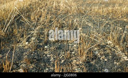 Fields fire flame barley Hordeum vulgare after blaze drone aerial wild drought dry black earth ground catastrophic pity damage vegetation cereals Stock Photo