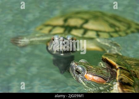 A pair of freshwater turtles swimming in an aquarium sticks its head out from under the water. Stock Photo