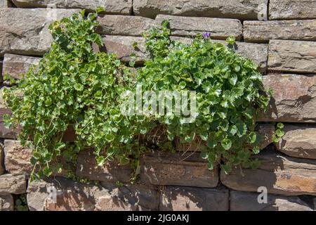 old brick wall is interspersed and overgrown with plants and ferns Stock Photo