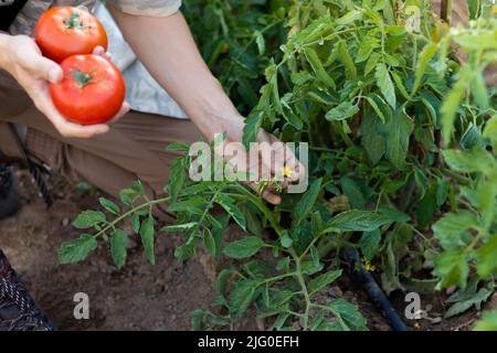 Top view of young man crounching holding tomatoes and checking the new flowers from the plant in summer Stock Photo