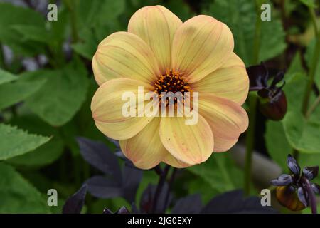 Dark leaved Summer dahlia Mystic Haze Stock Photo