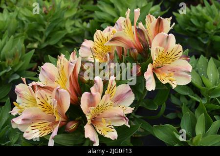 Alstroemeria Inca Sundance Stock Photo