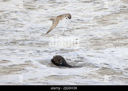 Herring Gull (Larus argentatus) & Grey Seal (Halichoerus grypus) looking at each other Cley Norfolk GB UK December 2021 Stock Photo