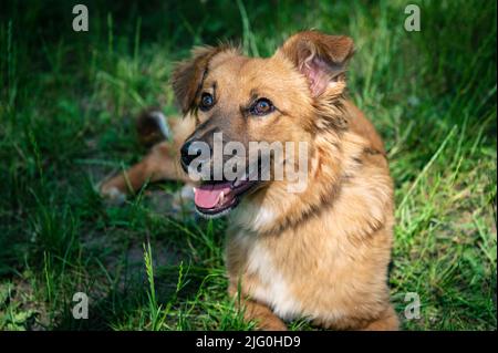 Red mongrel dog for a walk. Dog lies on the grass in the garden. Red mixed breed dog portrait Stock Photo