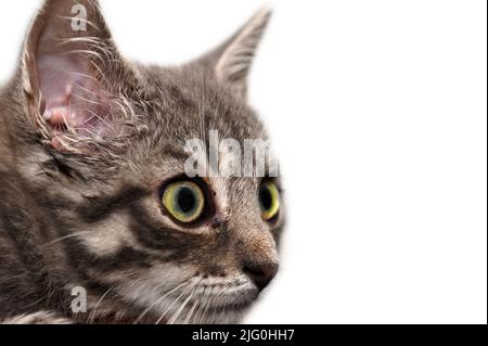 Close-up portrait of cat on a white background. Kitty isolated on white background. Stock Photo