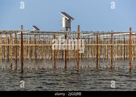 The banks of Tarbouriech oysters in the Étang de Thau simulate high and low tides as motors powered by solar and wind energy pull the oysters out of the water every 6 hours and submerge them again after another 6 hours Stock Photo