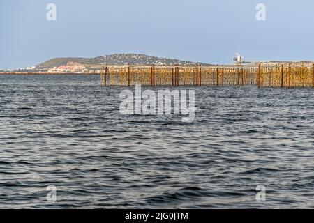 At the banks Étang de Thau oysters hang on ropes and are dipped twice a day for six hours in four meters deep water Stock Photo