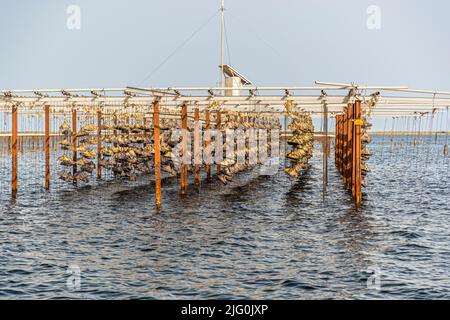 The banks of Tarbouriech oysters in the Étang de Thau simulate high and low tides as motors powered by solar and wind energy pull the oysters out of the water every 6 hours and submerge them again after another 6 hours Stock Photo