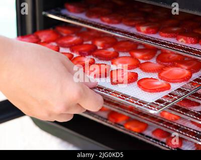 A woman hand putting a tray with strawberry slices into a food dehydrator machine. Close-up Stock Photo