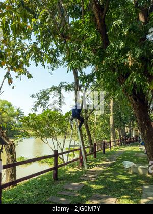 Asian professional gardener trimming plants using pruning saw on a ladder. A Tree Surgeon or Arborist cuts branches of a tree in the garden. Man sawin Stock Photo