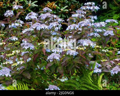 Pale blue lacecap flowers of the summer to autumn blooming mountain hydrangea, Hydrangea serrata 'Tiara' Stock Photo