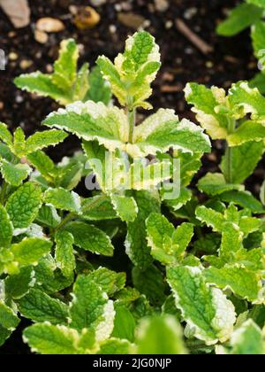 White variegated foliage of the hardy perennial kitchen herb, apple or pineapple mint, Mentha suaveolens 'Variegata' Stock Photo