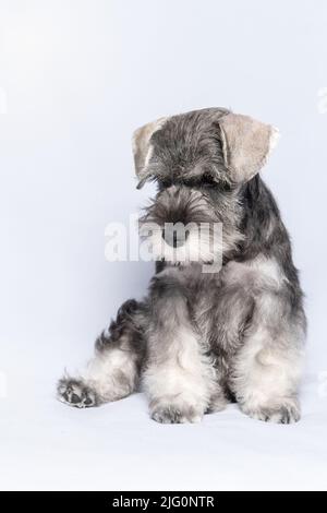 White-gray schnauzer dog sits and looks down on a white background, vertical frame. Sad puppy miniature schnauzer. Close-up portrait of a dog on a whi Stock Photo