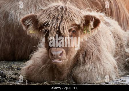 Highland calf lying down and sticking out tongue Stock Photo