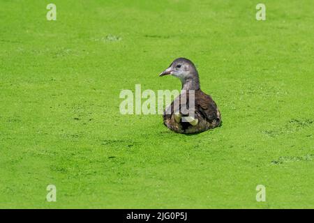 Eurasian common moorhen / waterhen (Gallinula chloropus) immature / juvenile swimming in pond covered in duckweed in summer Stock Photo