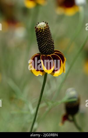 Mexican Hat Flower Stock Photo