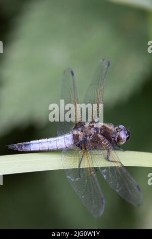 Scarce Chaser (Libellula fulva) dragonfly adult male Norfolk Geldiston GB UK June 2022 Stock Photo