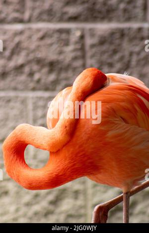 A Pink Salmon colored flamingo stands alone outside in the summer at the Cape May Zoo Stock Photo