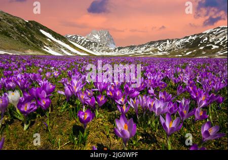 View of Gran Sasso massif during summer sunset and wild crocus vernus in the background Abruzzo Italy Stock Photo