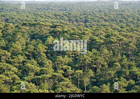 Aerial panorama of Foret des Landes forest, in Aquitaine, a wide pine and fir tree wood Stock Photo