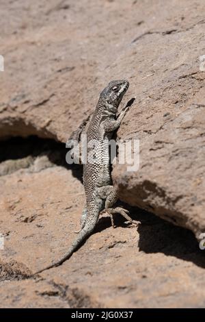 A Tarapaca Smooth-throated Lizard, Liolaemus jamesi, basking on a rock in the altiplano in Lauca National Park in Chile. Stock Photo