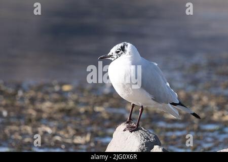 An Andean Gull in non-breeding plumage perched at Lake Chungara, Lauca National Park, Chile. Stock Photo