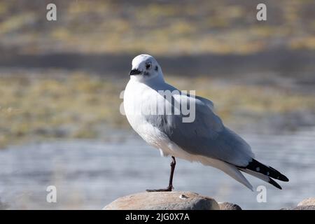 An Andean Gull in non-breeding plumage perched at Lake Chungara, Lauca National Park, Chile. Stock Photo